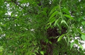 Θεσσαλονίκη: Τι θα γίνει με τα άρρωστα δέντρα στην Τσιμισκή