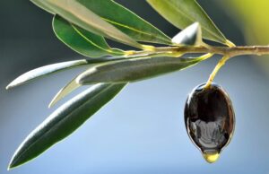 Χαλκιδική: Δυσκολίες για τους παραγωγούς επιτραπέζιας ελιάς