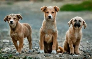 Προκήρυξη Ηλεκτρονικού Ανοικτού Διαγωνισμού άνω των ορίων για την ανάθεση υπηρεσιών με τίτλο: «Κτηνιατρικές πράξεις στειρώσεων, περίθαλψης, νοσηλείας και φιλοξενίας αδέσποτων ζώων»