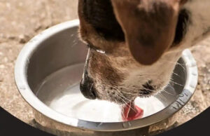 Ιδιαίτερη μέριμνα για τα αδέσποτα ζώα κατά την περίοδο του καύσωνα στον Δήμο Παύλου Μελά