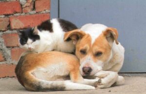 Νέο σποτ για τις υποχρεώσεις των Δήμων απέναντι στα αδέσποτα ζώα