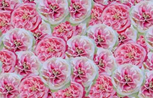 Ποιοι γιορτάζουν σήμερα 17 Οκτωβρίου