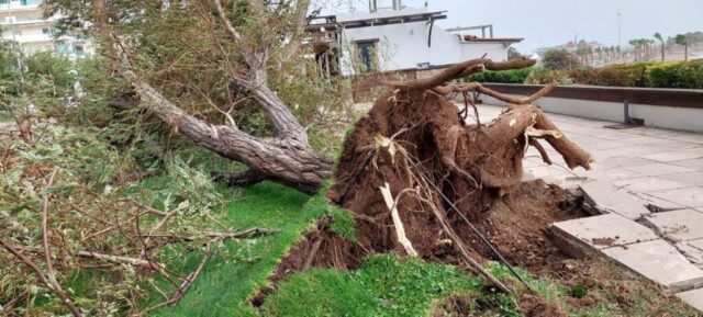 dentra-alexandroupoli