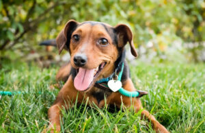 Κακουργηματική δίωξη σε βάρος άντρα, για βασανισμό ζώων